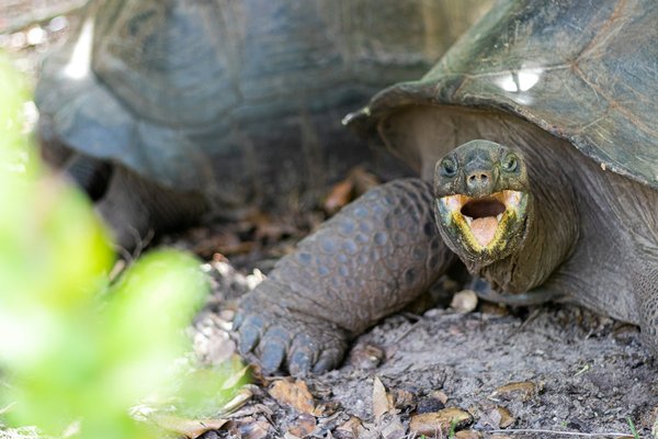 Quels sont les meilleurs endroits pour observer les tortues géantes aux Galápagos ?