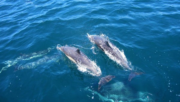 Où observer les dauphins sauvages en Bretagne sans frais?